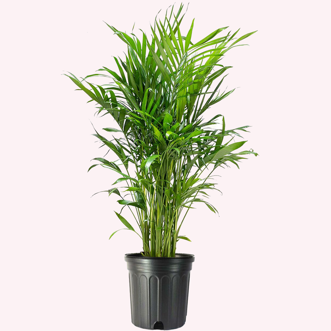 Cat Palm, 10" Pot