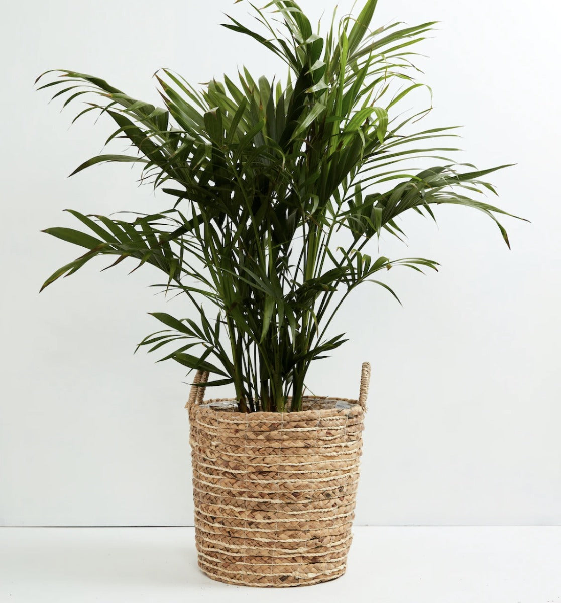 Cat Palm, 6" Pot