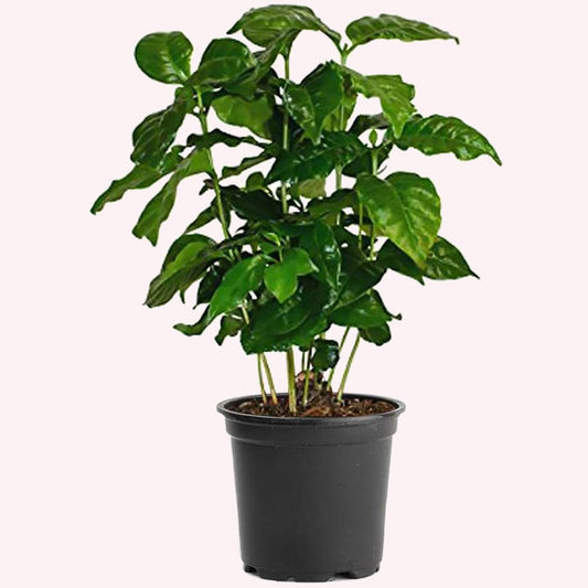 Arabica Coffee plant in a 6" pot.