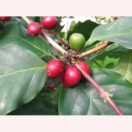 Red and green berries on an Arabica Coffee plant.