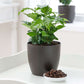 Arabica Coffee plant in a 6" black planter with coffee beans in a dish.