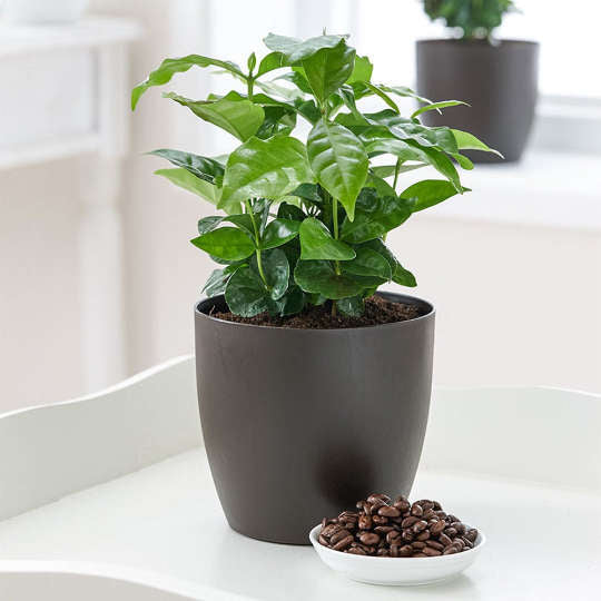 house coffee plant Buy an Arabica Coffee Live Plant Indoor Statement Piece