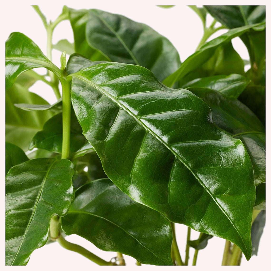Arabica Coffee plant leaves.
