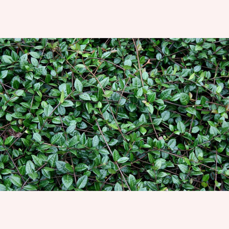 Confederate Jasmine Green leaves.