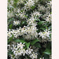 Confederate Jasmine Green with white flowers.