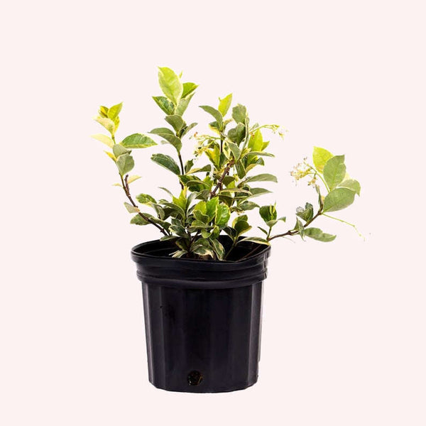 Buy a Variegated Confederate Jasmine 1 Gallon Live Plant American