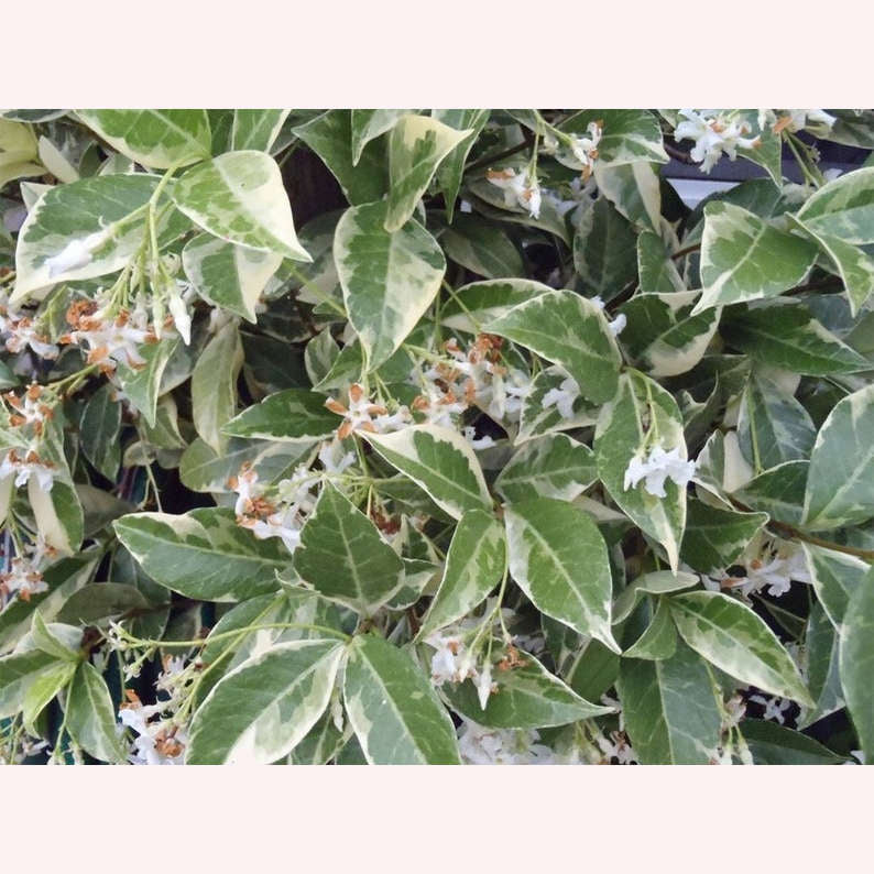 Variegated Confederate Jasmine with white flowers.