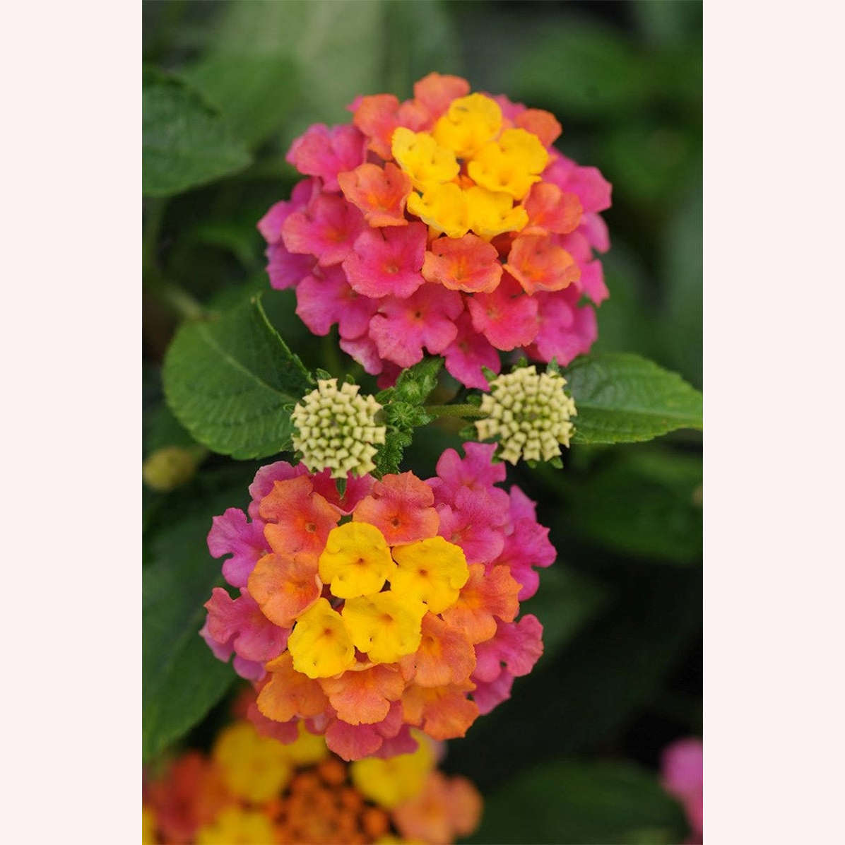 Confetti Lantana, 6" Pot, Multicolor Blooms