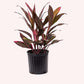 Cordyline Red Sister Ti Plant in a 10" pot.
