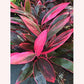 Cordyline Red Sister Ti Plant leaves.