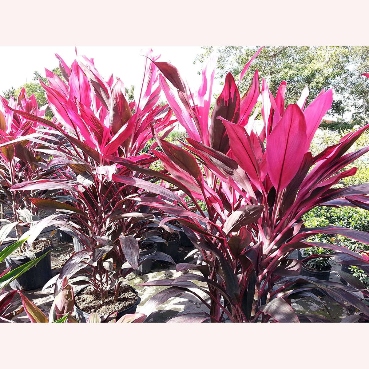 Cordyline Red Sister Ti Plants in 10" pots.