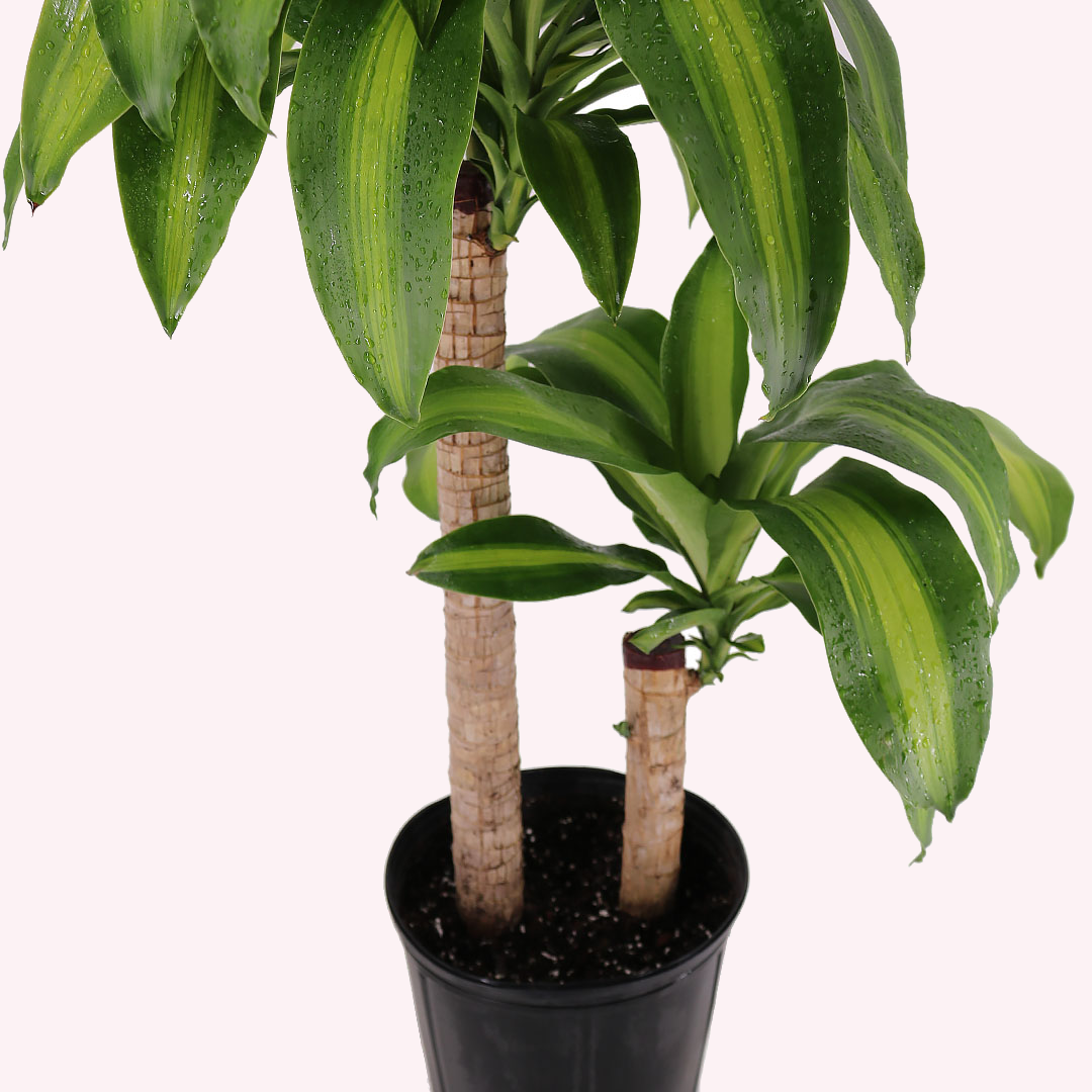 Dracaena Massangeana Corn Plant, 10" Pot