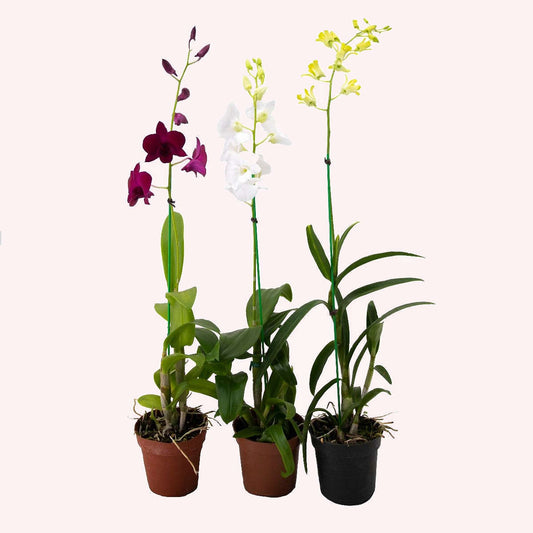 Three Assorted Dendrobium Orchids in 4" pots.