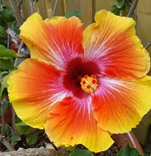 Hibiscus Fiesta, 10" Pot