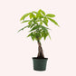 Braided Money Tree, Indoor Air Purifier, Live Houseplant, 4" Stylish Pot Cover Included.