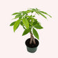 Braided Money Tree, Indoor Air Purifier, Live Houseplant, 4" Stylish Pot Cover Included.