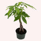 Braided Money Tree, Indoor Air Purifier, Live Houseplant, 4" Stylish Pot Cover Included.