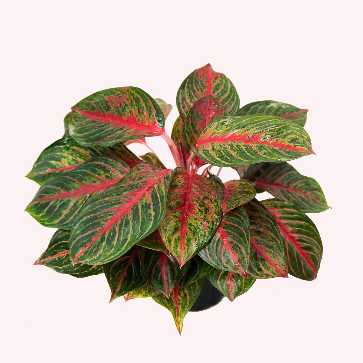 Aglaonema Red Emerald, 6" Pot