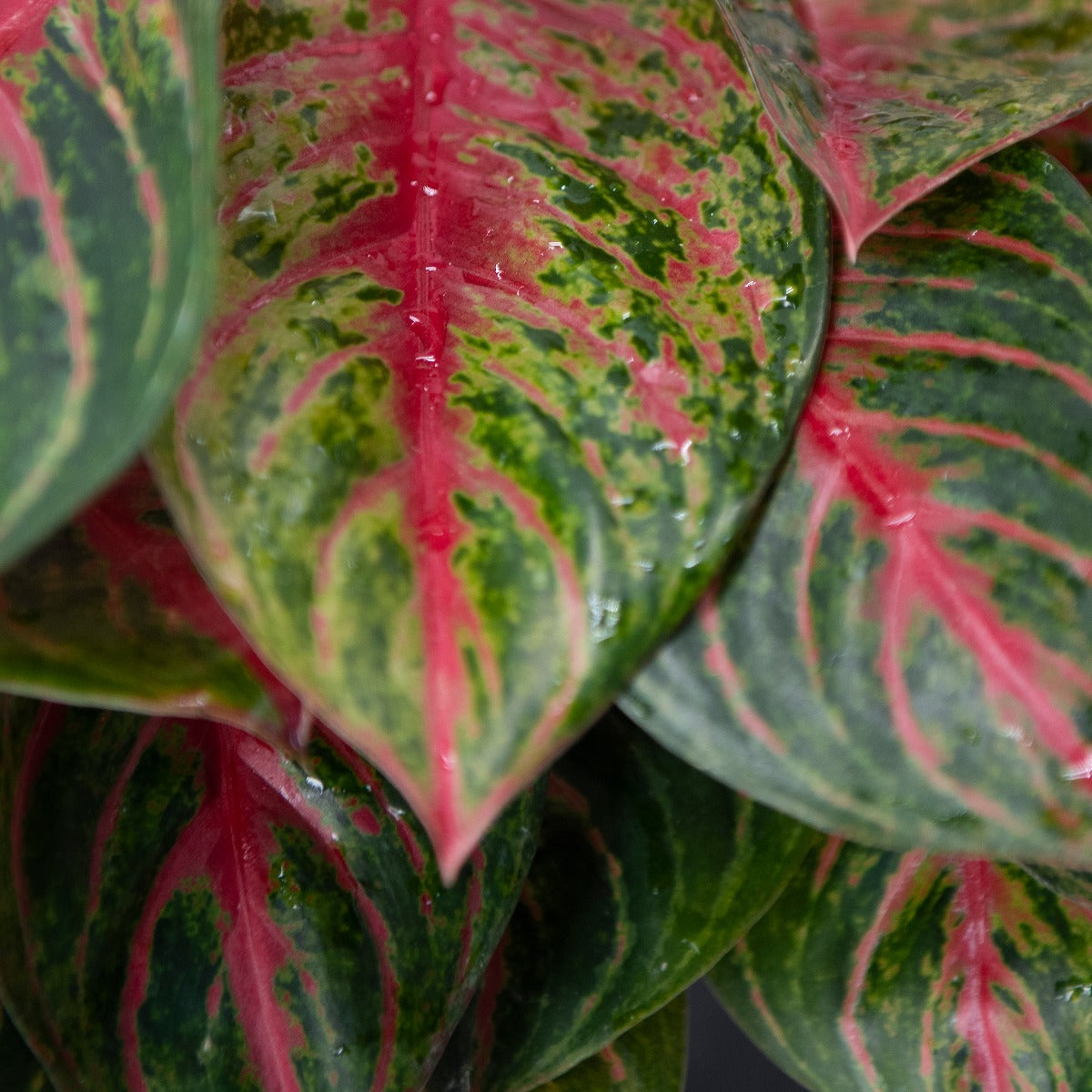 Aglaonema Red Emerald, 6" Pot