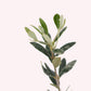 Arbequina Olive Tree, 5" Pot