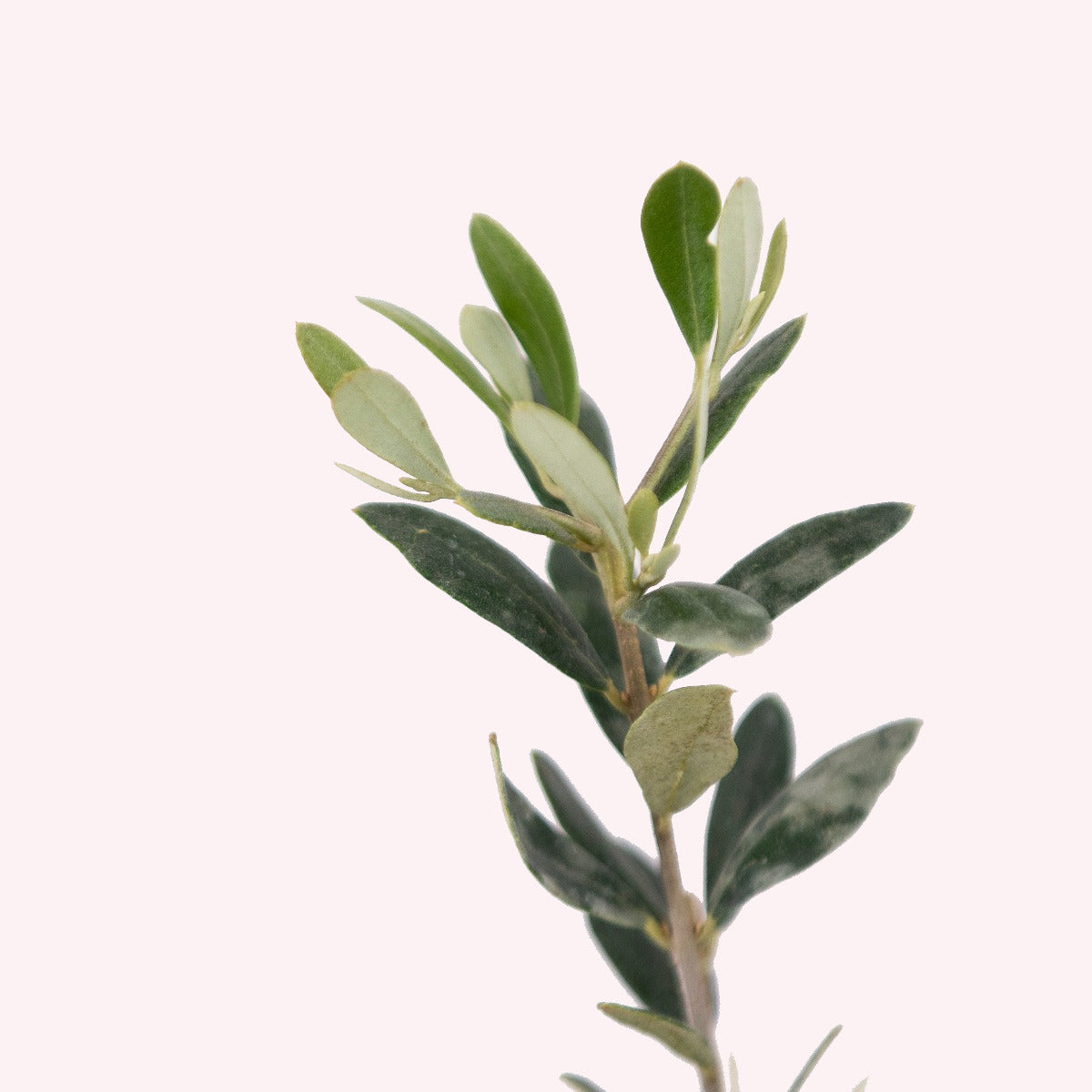 Arbequina Olive Tree, 5" Pot