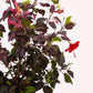 Red Hot Hibiscus, 10" Pot