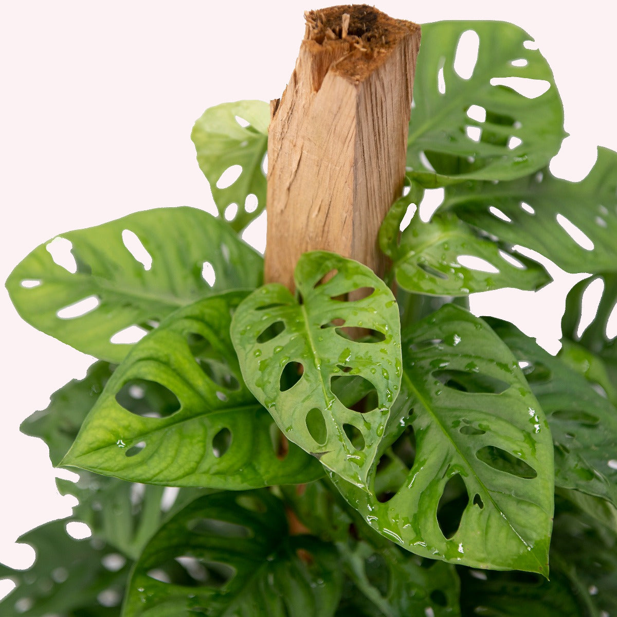 Monstera Adansonii Swiss Cheese Totem Pole, 10" Pot AmericanPlantExchange