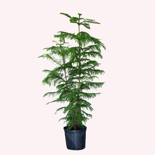 Norfolk Island Pine Christmas Tree, 10" Pot