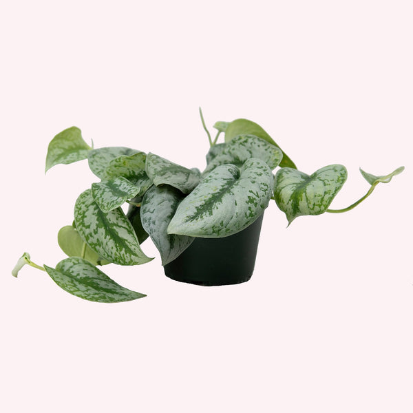 Silver Satin Scindapsus Pictus