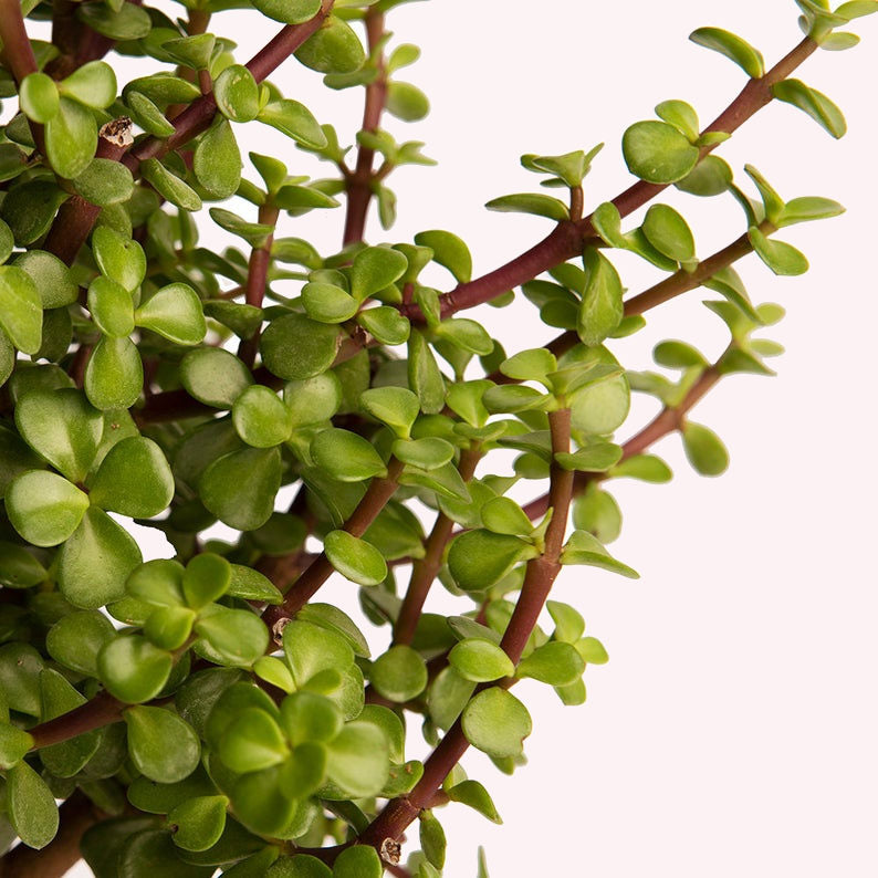 Dwarf Jade Bonsai leaves.