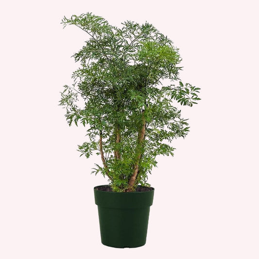 Dwarf Ming Aralia Tree, 6" Pot