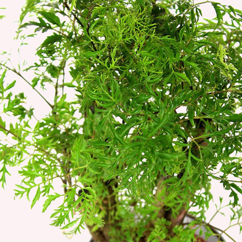 Dwarf Ming Aralia Tree, 6" Pot