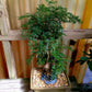 Dwarf Ming Aralia Tree, 6" Pot