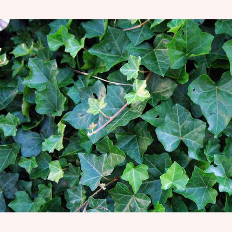 English Ivy Large Leaf leaves.
