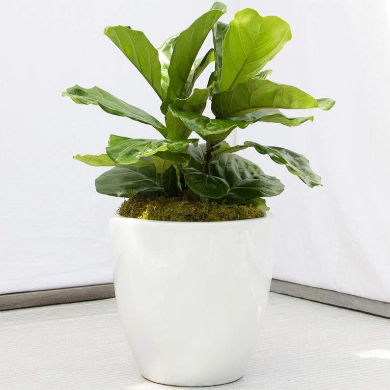 Fiddle Leaf Fig in a 6" white planter.