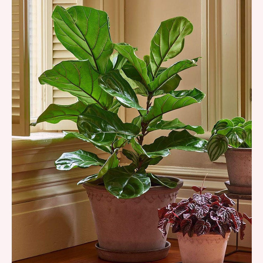 Fiddle Leaf Fig in a 6" brown planter.