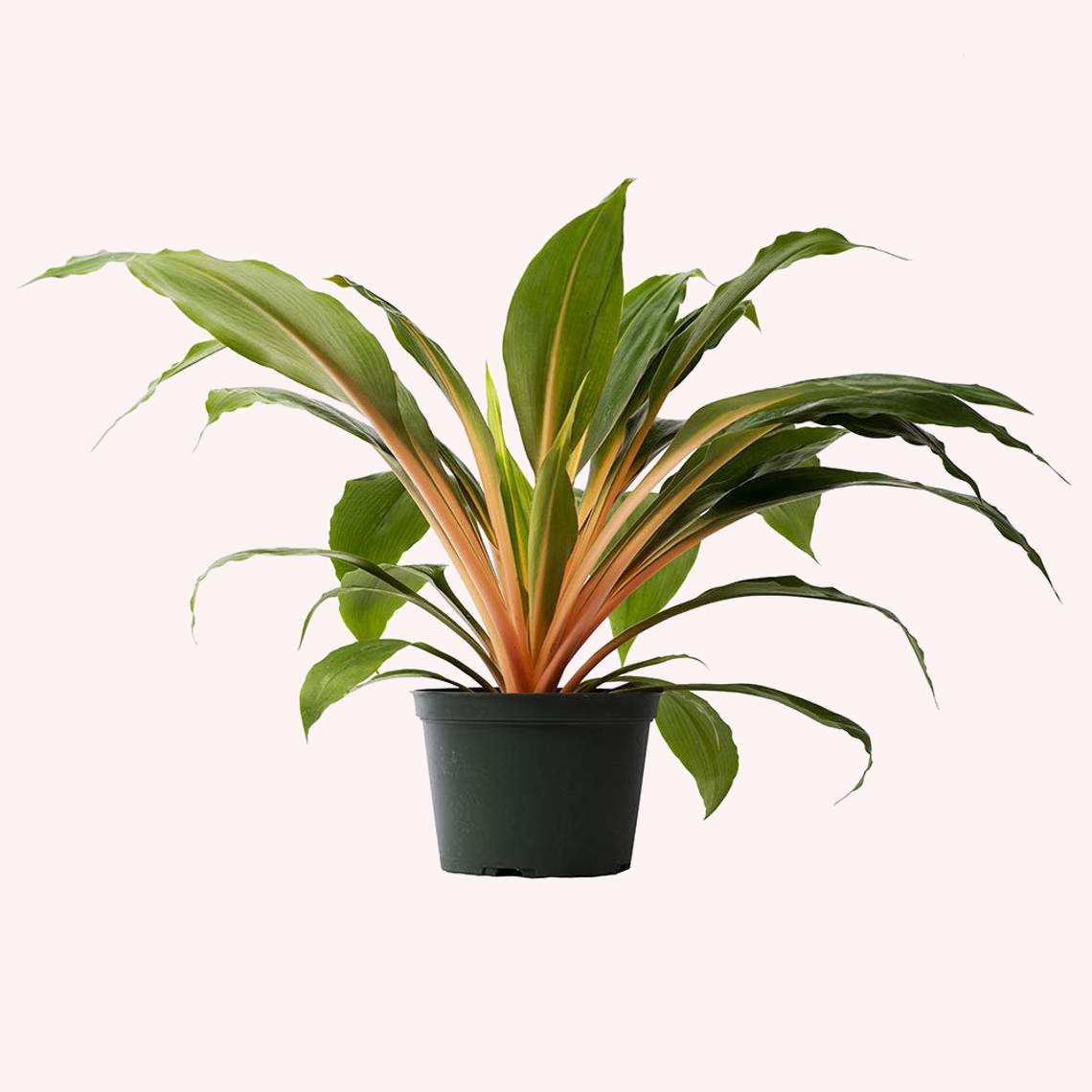 Mandarin 'Fire Flash' Spider Plant, 6" Pot