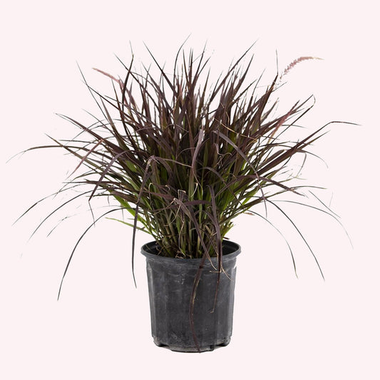 Purple Fountain Grass in a 10" pot.