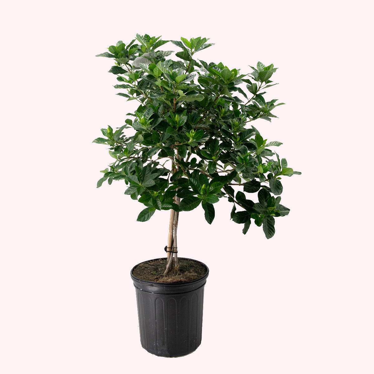 Gardenia Veitchii Tree Live Plant, 10" Pot, Fragrant Flowering Tree