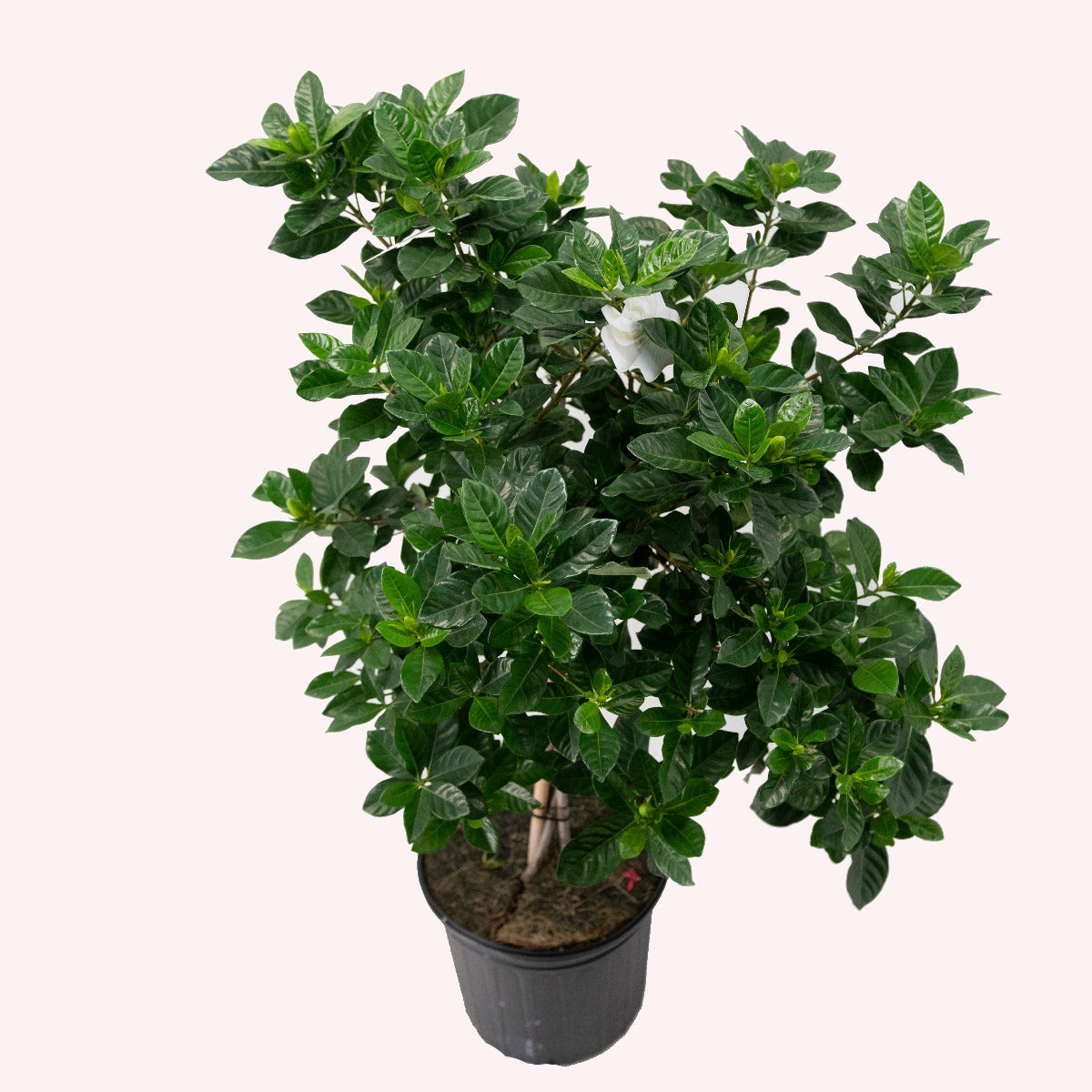 Gardenia Veitchii Tree Live Plant, 10" Pot, Fragrant Flowering Tree