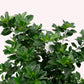 Gardenia Veitchii Tree Live Plant, 10" Pot, Fragrant Flowering Tree