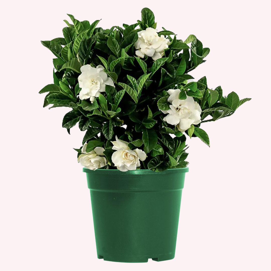 Veitchii Gardenia Bush, 6" Pot
