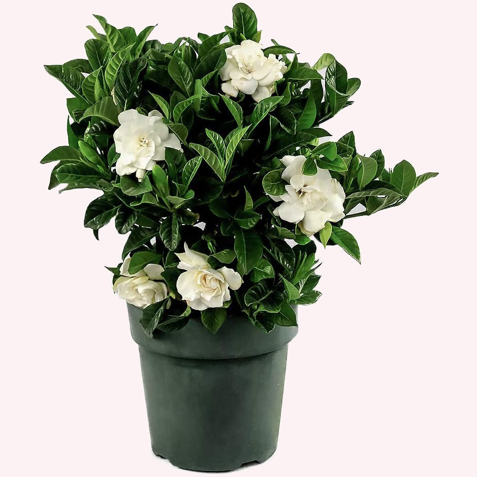 Veitchii Gardenia Bush, 6" Pot