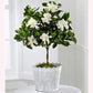 Mini Veitchii Gardenia  Tree, 6" Pot
