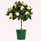 Mini Veitchii Gardenia  Tree, 6" Pot
