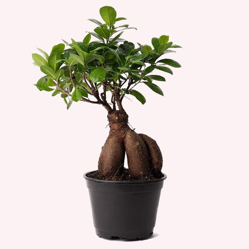 Ficus Ginseng Bonsai Tree in a 6" pot.