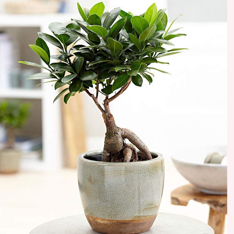 Ficus Ginseng Bonsai Tree in a 6" gray planter.