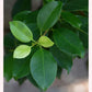 Ficus Ginseng Bonsai Tree leaves.