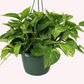 Golden Pothos HB, 8" Pot