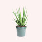 Aloe hedgehog plant in a 6" pot.